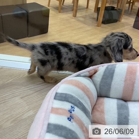 ミニチュア・ダックスフンドの写真