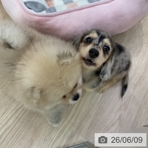 ミニチュア・ダックスフンドの写真