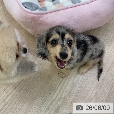 ミニチュア・ダックスフンドの写真