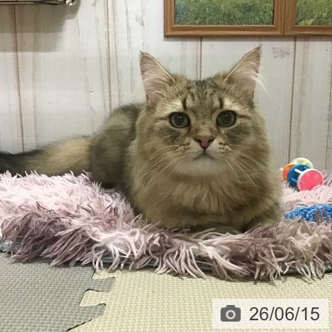 ミヌエットの写真