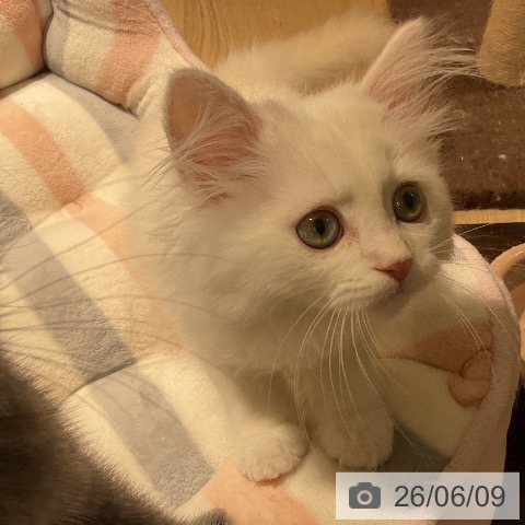 愛知県のミヌエット (ペットプラス イオンモール豊川店/2026年3月16日生まれ/男の子/クリームタビー)の子猫の3枚目の画像