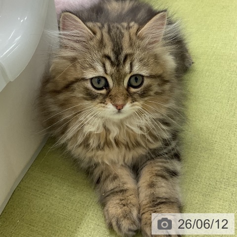 ミヌエットの写真
