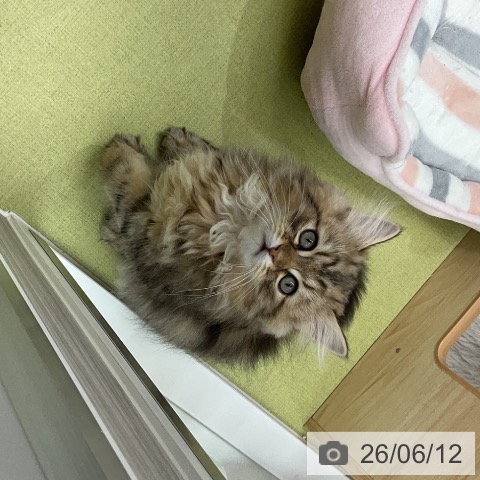 ミヌエットの写真