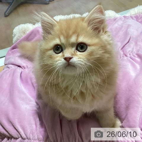三重県のミヌエット (ペットプラス 東員店/2026年3月16日生まれ/男の子/レッドタビー)の子猫の4枚目の画像