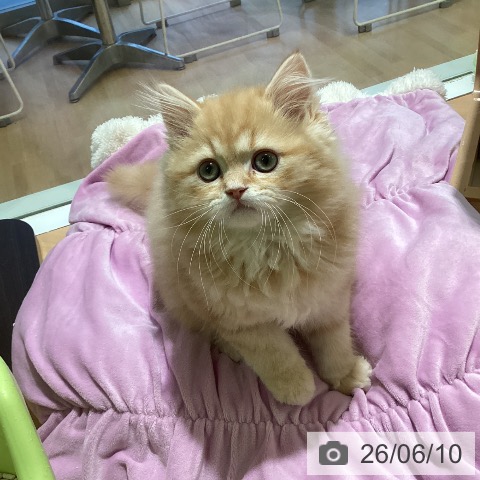 三重県のミヌエット (ペットプラス 東員店/2026年3月16日生まれ/男の子/レッドタビー)の子猫の3枚目の画像