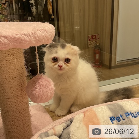 三重県のスコティッシュフォールド (ペットプラス 鈴鹿店/2026年4月8日生まれ/女の子/ブルーパッチドタビーホワイト)の子猫の4枚目の画像