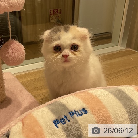 三重県のスコティッシュフォールド (ペットプラス 鈴鹿店/2026年4月8日生まれ/女の子/ブルーパッチドタビーホワイト)の子猫の3枚目の画像