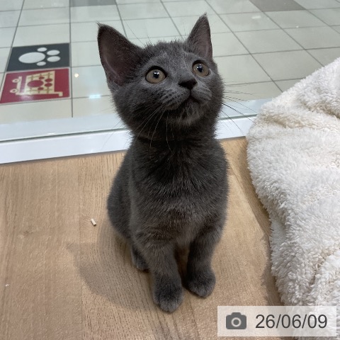 愛知県のロシアンブルー (ペットプラス ナゴヤドーム前店/2026年3月30日生まれ/女の子/ブルー)の子猫の4枚目の画像