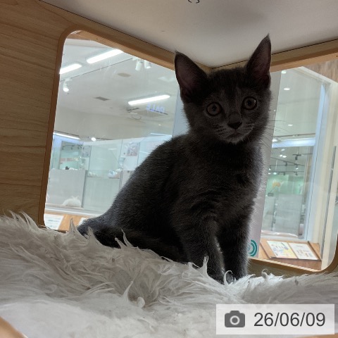 愛知県のロシアンブルー (ペットプラス ナゴヤドーム前店/2026年3月30日生まれ/女の子/ブルー)の子猫の3枚目の画像