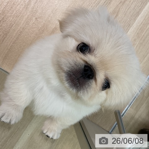 ペキニーズの写真