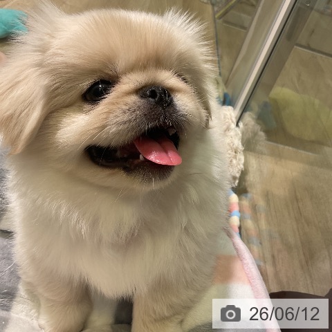 愛知県のペキニーズ (ペットプラス 岡崎店/2026年4月9日生まれ/男の子/クリーム)の子犬の3枚目の画像