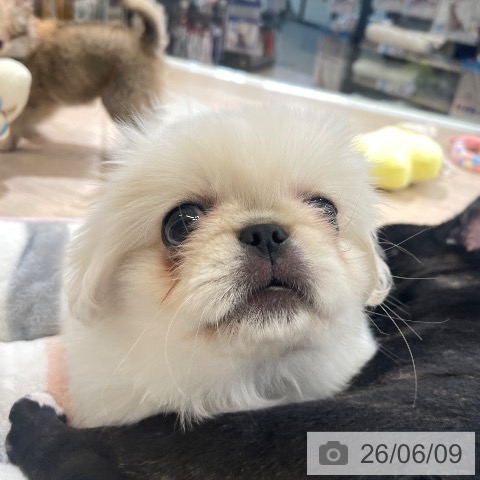 ペキニーズの写真