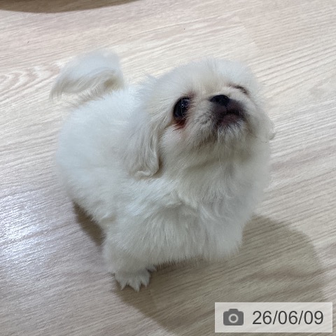 ペキニーズの写真