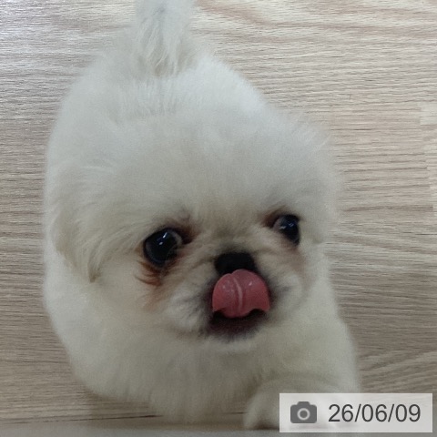ペキニーズの写真