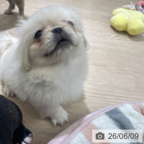 ペキニーズの写真