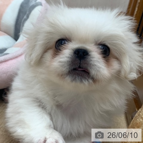 ペキニーズの写真