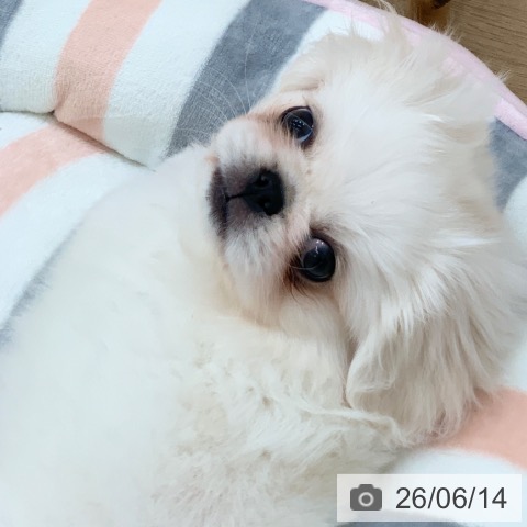 岐阜県のペキニーズ (ペットプラス 光ケ丘店/2026年4月7日生まれ/男の子/ホワイト)の子犬の4枚目の画像