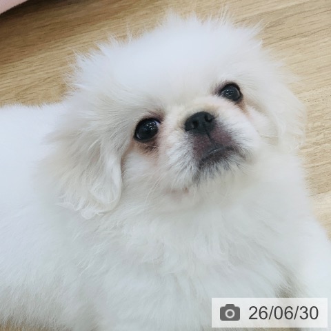 岐阜県のペキニーズ (ペットプラス 光ケ丘店/2026年4月7日生まれ/男の子/ホワイト)の子犬の4枚目の画像