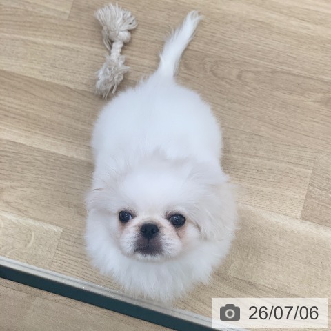 岐阜県のペキニーズ (ペットプラス 光ケ丘店/2026年4月7日生まれ/男の子/ホワイト)の子犬の4枚目の画像