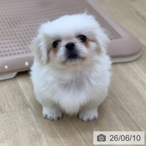 ペキニーズの写真