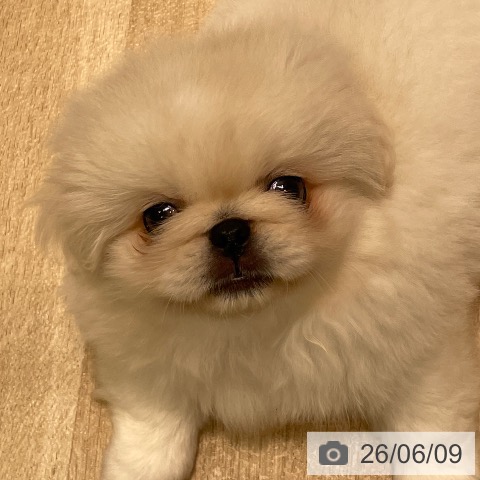 ペキニーズの写真