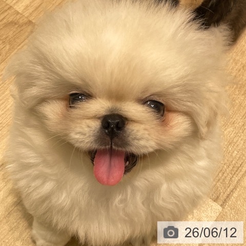 愛知県のペキニーズ (ペットプラス 則武新町店/2026年4月7日生まれ/男の子/ホワイト)の子犬の4枚目の画像