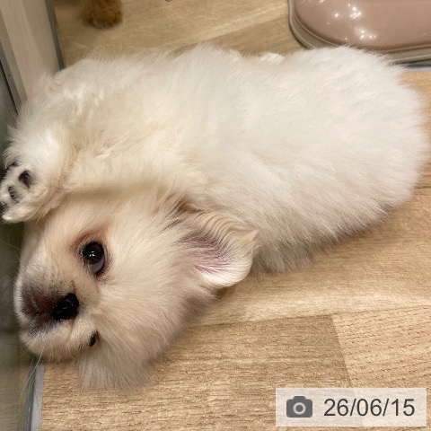 愛知県のペキニーズ (ペットプラス 則武新町店/2026年4月7日生まれ/男の子/ホワイト)の子犬の3枚目の画像