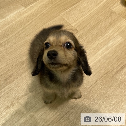 カニーンヘン・ダックスフンドの写真