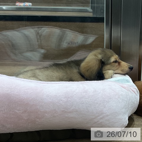 愛知県のカニンヘンダックスフンド(ロング) (ペッツワン 東海店/2026年4月9日生まれ/男の子/シェーデットイエロー)の子犬の4枚目の画像