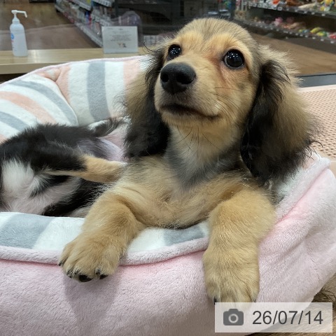 愛知県のカニンヘンダックスフンド(ロング) (ペッツワン 東海店/2026年4月9日生まれ/男の子/シェーデットイエロー)の子犬の4枚目の画像