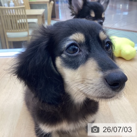 愛知県のカニンヘンダックスフンド(ロング) (ペットプラス 三好店/2026年4月9日生まれ/男の子/ブラックイエロー)の子犬の4枚目の画像