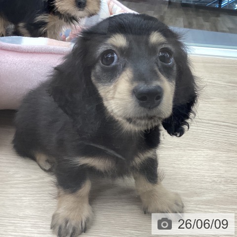 石川県のカニンヘンダックスフンド(ロング) (ペットプラス 白山店/2026年4月9日生まれ/男の子/ブラックイエロー)の子犬の4枚目の画像