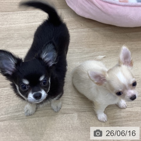 チワワの写真