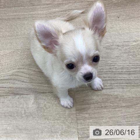 チワワの写真
