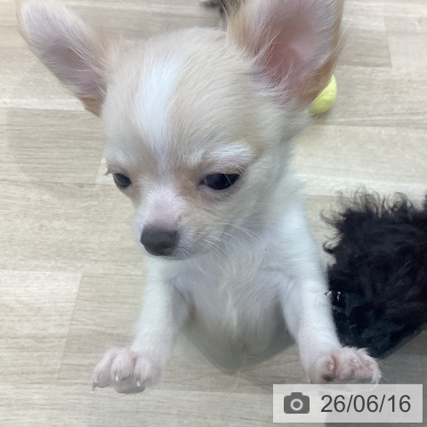 愛知県のチワワ(ロング) (ペットプラス みなと店/2026年4月9日生まれ/男の子/クリームホワイト)の子犬の4枚目の画像