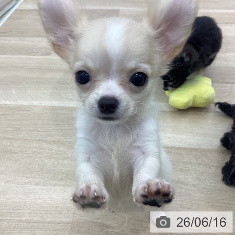 愛知県のチワワ(ロング) (ペットプラス みなと店/2026年4月9日生まれ/男の子/クリームホワイト)の子犬の3枚目の画像