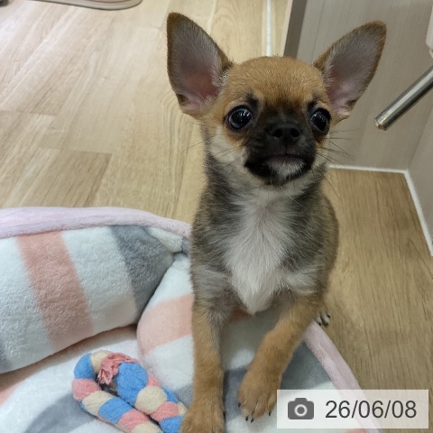 チワワの写真