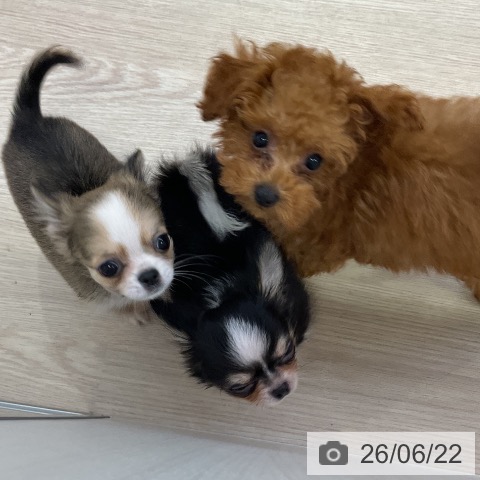 チワワの写真