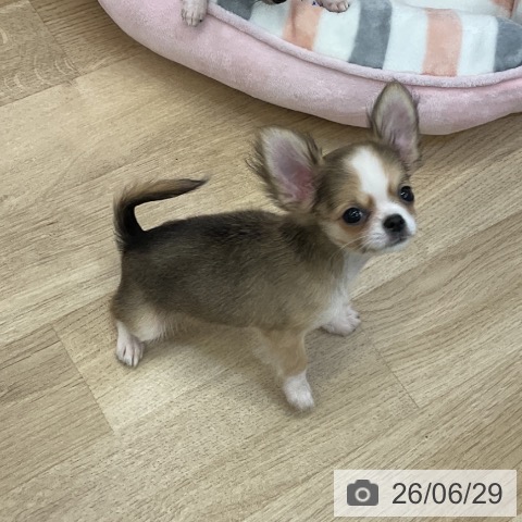 チワワの写真