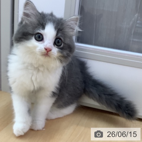 愛知県のラガマフィン (ペットプラス 三好店/2026年4月9日生まれ/男の子/ブルータビーホワイト)の子猫の4枚目の画像
