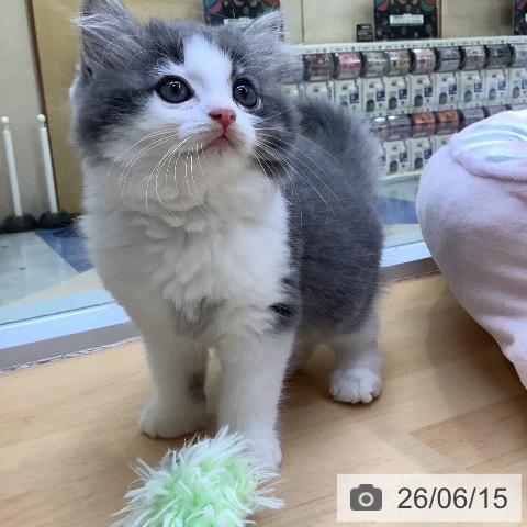 愛知県のラガマフィン (ペットプラス 三好店/2026年4月9日生まれ/男の子/ブルータビーホワイト)の子猫の3枚目の画像
