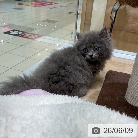 ミヌエットの写真