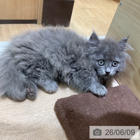 ミヌエットの写真