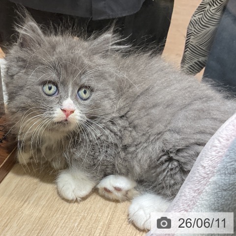 愛知県のミヌエット (ペットプラス イオンモール豊川店/2026年4月8日生まれ/男の子/ブルーホワイト)の子猫の3枚目の画像