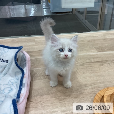 サイベリアンの写真