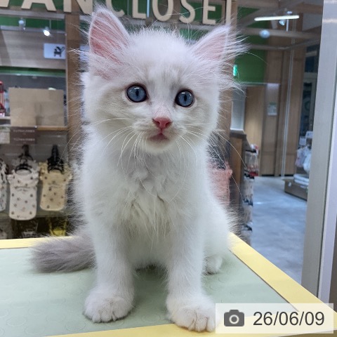 サイベリアンの写真