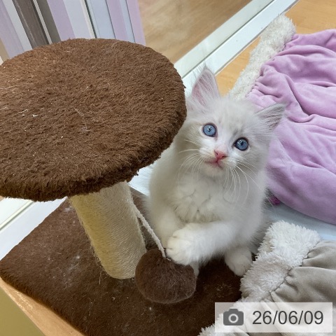 サイベリアンの写真