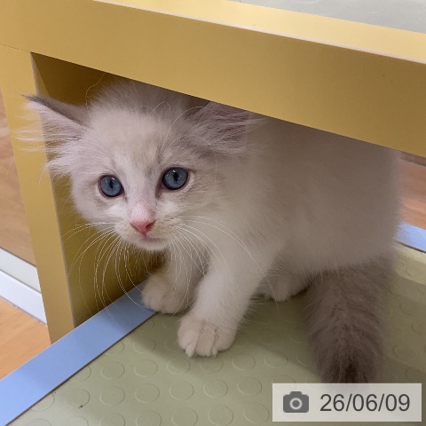 サイベリアンの写真