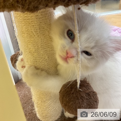 サイベリアンの写真
