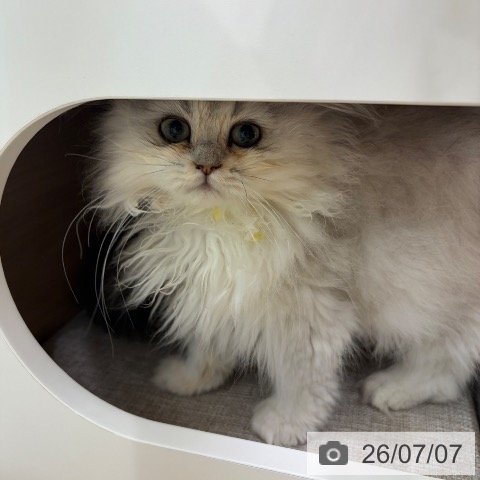 ペルシャの写真